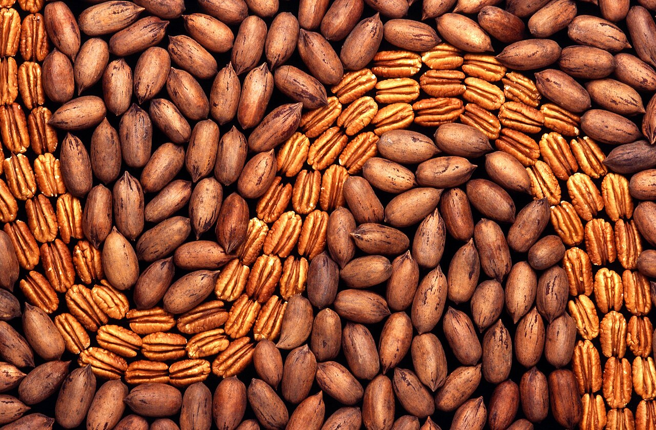 Whole pecans in their brown shells and shelled pecan halves arranged in a swirling pattern photo_0